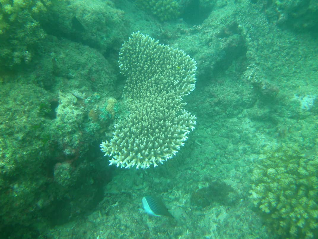 Picture Of Some Of The Marine Coral Reefs During Surveys Of Suakin