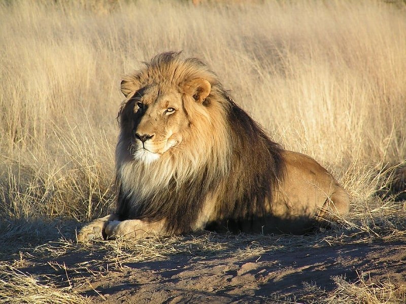 A survey of lions and wild animals in the Dinder and Jebal El Dair reserves