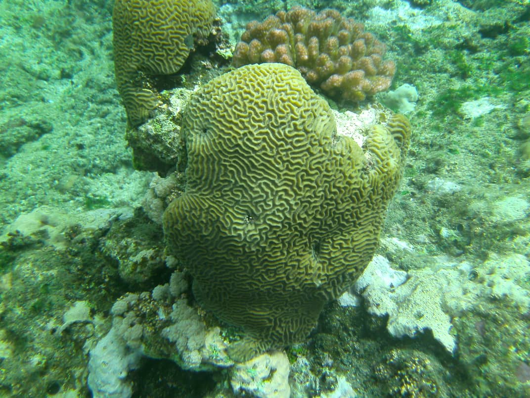 Picture of some of the marine coral reefs during Surveys of Suakin