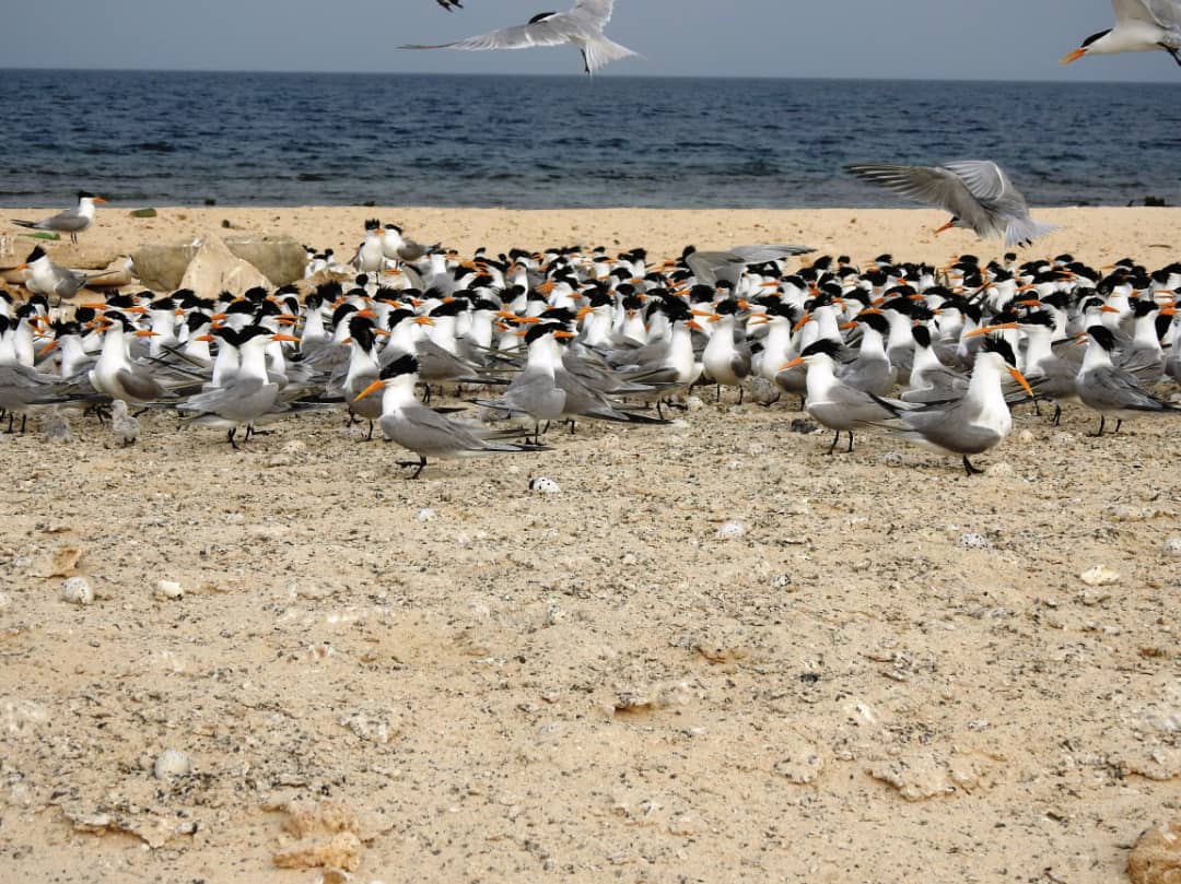 A trip to survey birds and  sea turtles from 1 to 13 August 2022 _ photo of Terns- in Shoubok islands -Suakin Archipelago – Proposed MPA